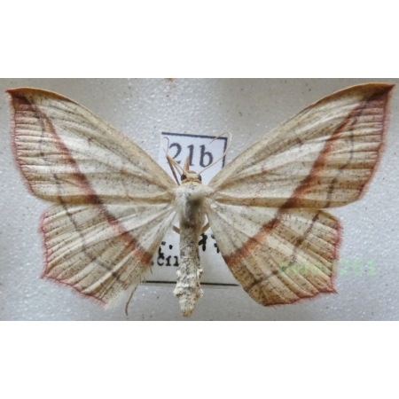 Timandra comae Schmidt, 1931 Czech21b